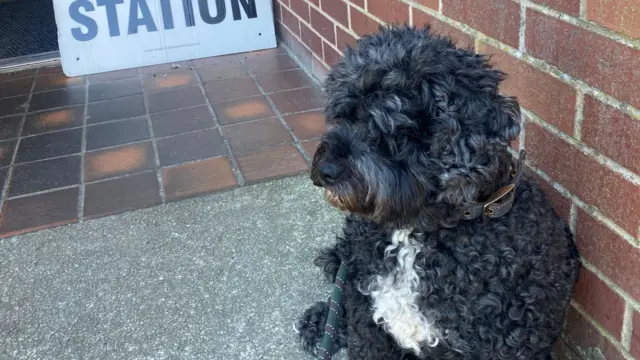 Black and white cockapoo sits down next to brick wall with Polling Station sign in the background