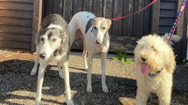 Three dogs standing in the sun, two of them are on leashes