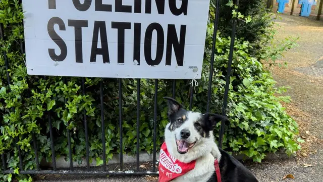 Heather the Border Collie looks at camera beneath a sign reading 'Polling Station'
