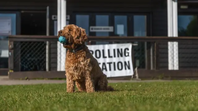 A brown dog with curly fur holds a blue ball in its mouth while sitting in the grass outside a polling station, a wood building with thin windows behind it