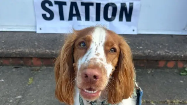 Cocker Spanier with light brown head and white snout with brown spots looks at the camera while sitting in front of the white external wall of a building