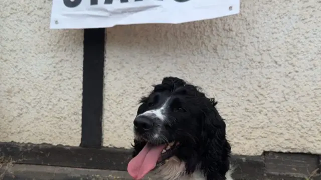 Dixie looks at the camera with her tongue out, the tip of a 'Polling Station' sign can be seen above