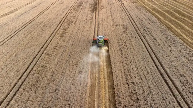 A combine harvester operates in a field during a wheat harvest on a farm