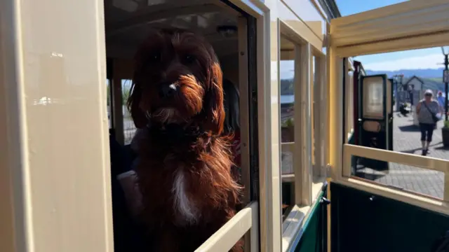 A dog sits at the window of an old-fashioned train