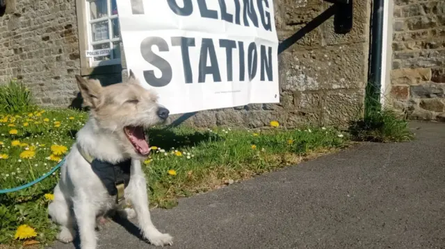 A Jack Russell yawns in front of a polling station sign