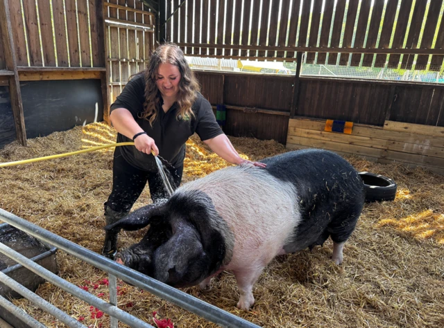 A woman sprays a pig with water