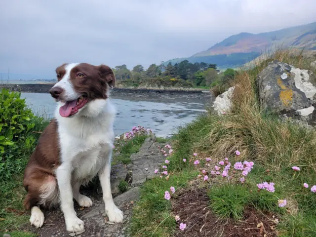 A dog sits on some rocks overlooking a bay