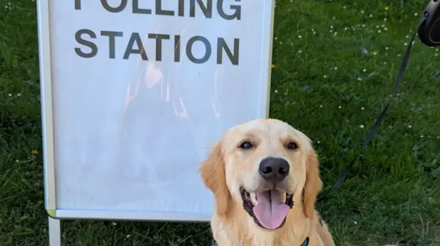 Meatball smiles and looks up at the camera - part of a 'Polling Station' sign can be seen behind him