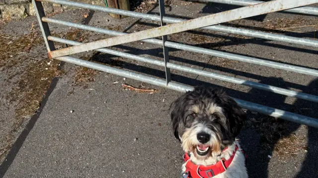 Willow looks up at the camera in the sunshine, a metal gate behind