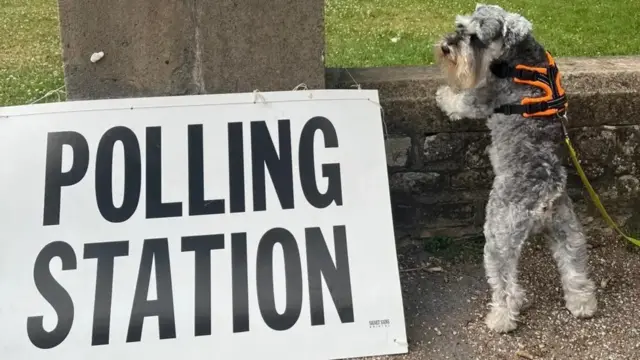 A grey Miniature schnauzer rests its upper paws on a low stone wall next to a sign reading Polling Station