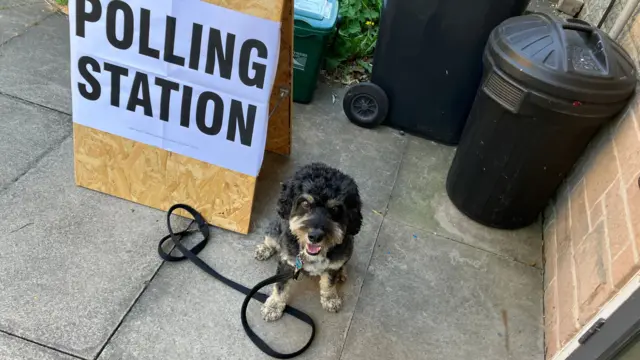 A black Cavapoo dog on a leash waits outside a polling station, a wooden board next to him on which there's a sign reading polling station