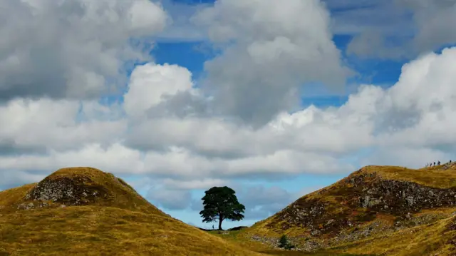 A tree stands in a dip between two hills