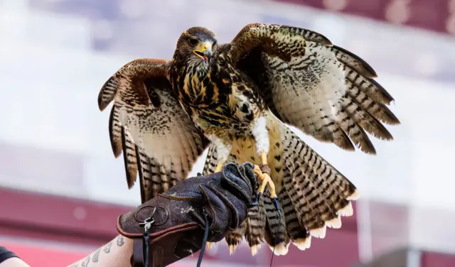 A bird of prey is used to ward off seagulls at Tynecastle