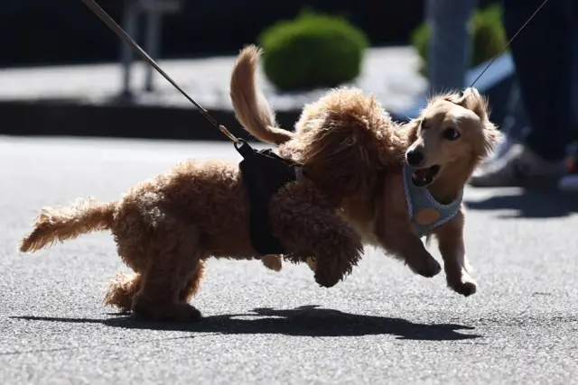 Alpine's Pierre Gasly's dog Simboca and Ferrari's Charles Leclerc's dog Leo are seen playing before practice on Saturday
