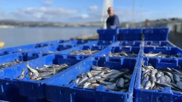 Newly-caught herring