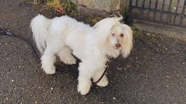 Yoshi the Chinese crested dog standing on a pavement. It is covered in fluffy white hair and has a black lead attached to its collar.