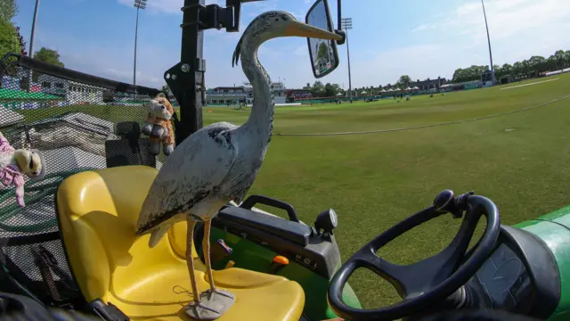 Plastic heron