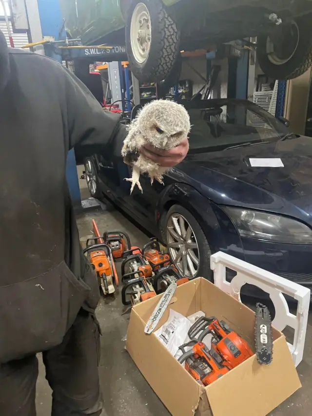 Adam Carruthers showing an owl in one hand. You cannot see his head but the side of his body wearing black clothing. Two cars are above him, one above another and  on the floor are some orange chainsaws in a brown box and some on the floor