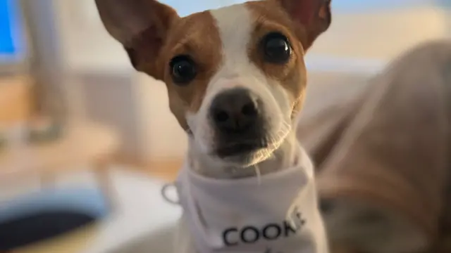 Dog pic