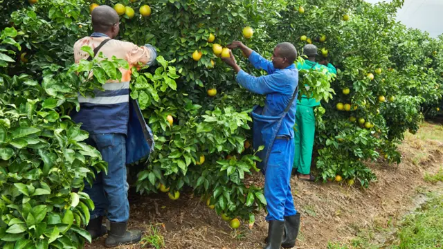Workers picking grapefruit at an orchard outside Hoedspruit in South Africa - April 2024