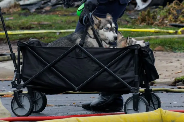 A close up photo of a huskie and a smaller dog being transported in a small trailer on wheels