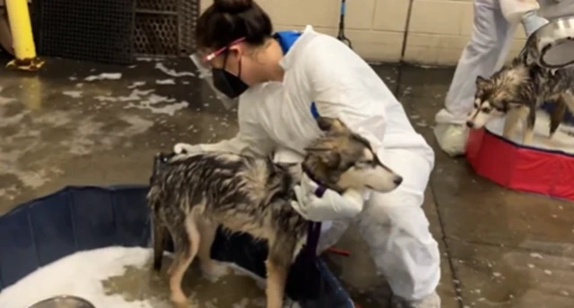A wet husky in a small pool being washed