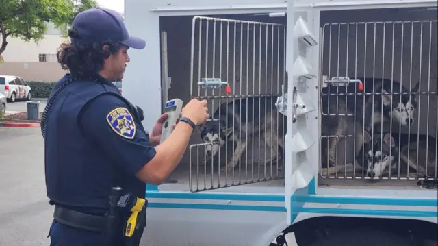 Three huskies being transported by police in a caged vehicle