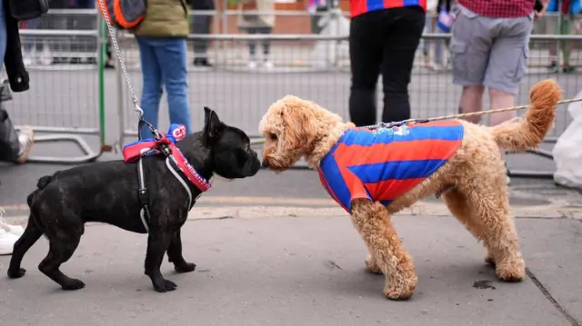 Two dogs sniffing each other's noses. One dog wears a Palace shirt