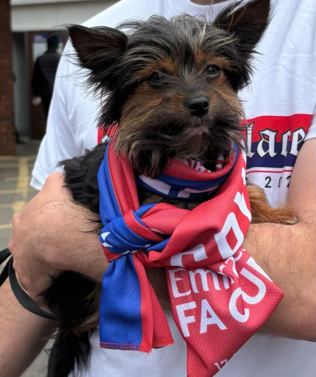 Dog with Crystal Palace shirt wrapped around it