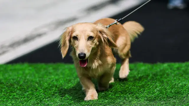 Charles Leclerc's dog Leo