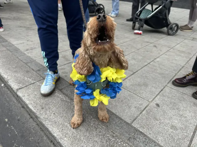 A dog wearing a yellow and blue garland.