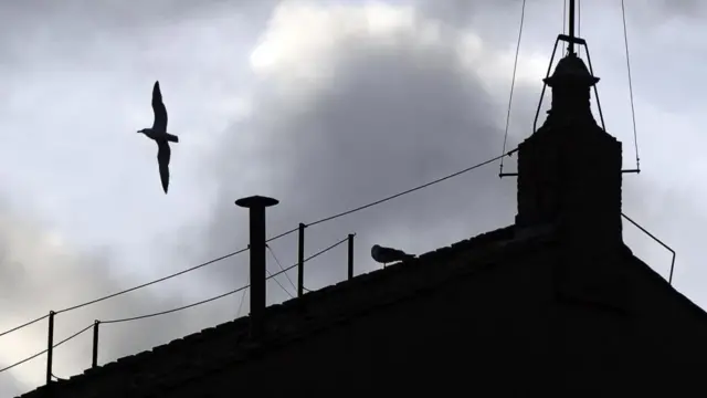 A bird flies past a chimney pot installed on the roof of the sistein Chapel in Saint Peter's Square