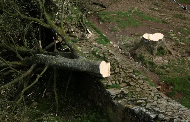 A large tree lies across the Roman Wall, severed at the base from a nearby stump