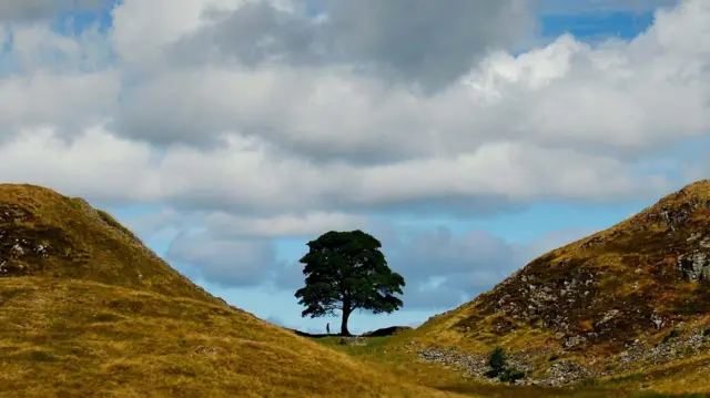 The Sycamore Gap tree stands in a dip between two hills