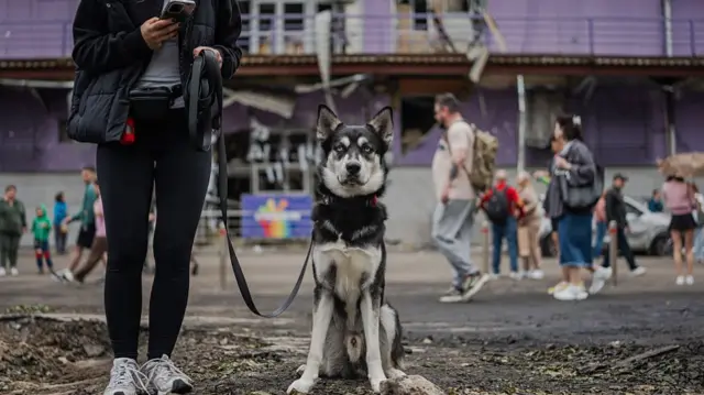 A dog in Kyiv