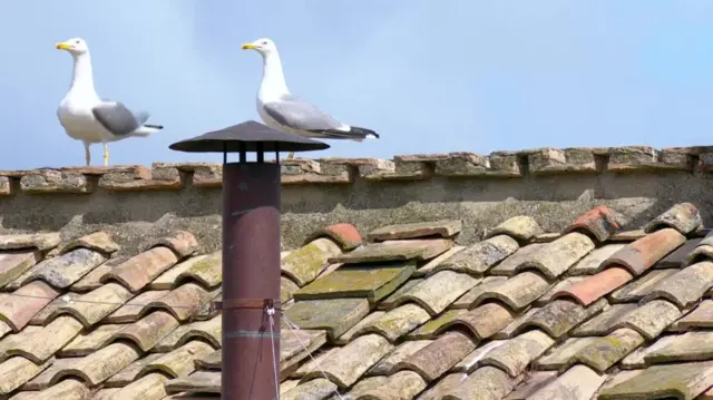 The chimney of the Sistine Chapel, no smoke is emitting from it and two seagulls stand on the roof behind it.