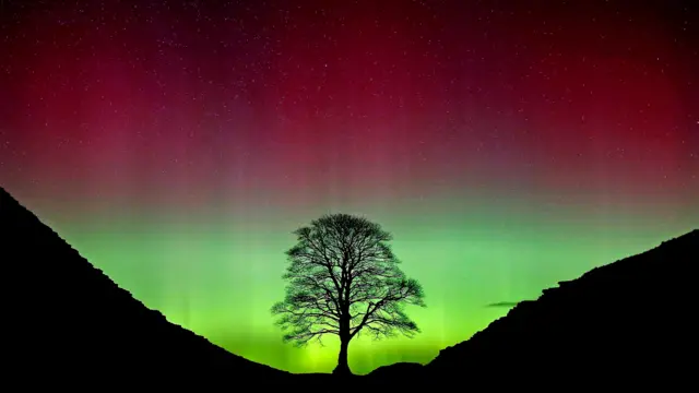 The Sycamore Gap tree silhouetted against a green and red display of the Northern Lights