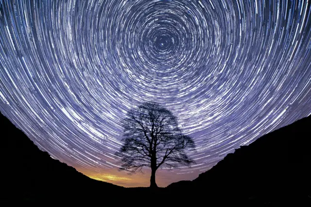 A timelapse at night shows the tree silhouetted in black against white circles in a dark purple sign, formed form stars passing over the tree