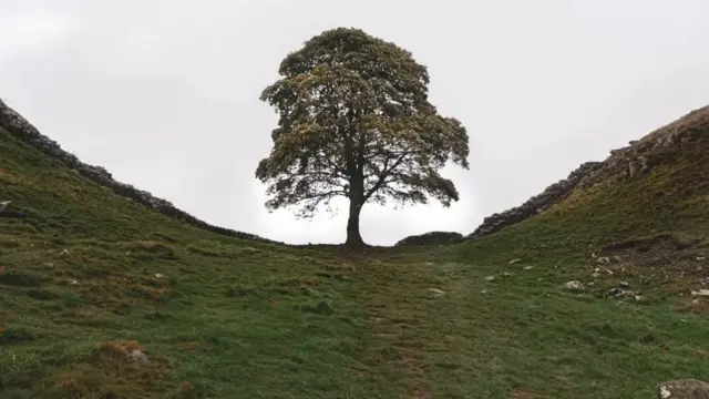 The tree standing in a dip between two hills. The sky is grey behind