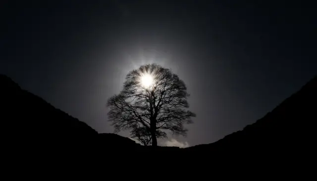 The tree silhouetted between two hills with the sun shining through its canopy