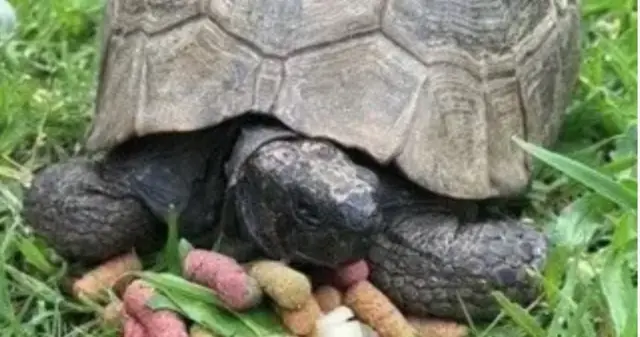 Tortoise