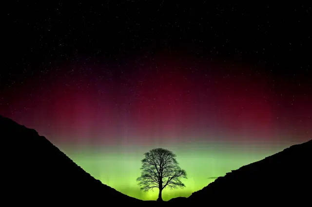 A tree silhouetted against a green and red sky display of the Northern Lights