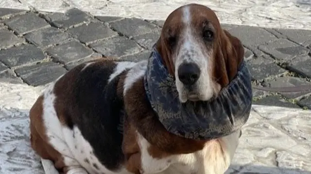 A basset hound is seen with a scarf