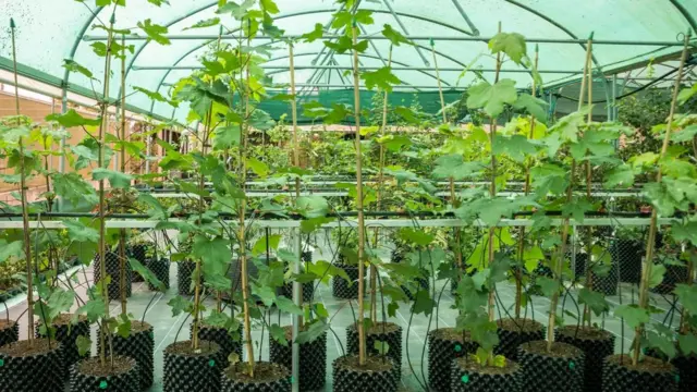 Several slender sycamore saplings stand in pots in a row. There leaves are green and they are in a greenhouse.