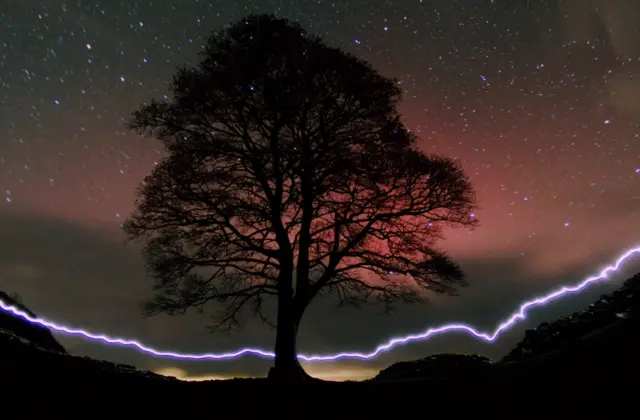 The tree at night with purple stars and a red haze behind it. A crackling line of purple light runs along the top of the wall, made by someone with a headtorch walking along the wall as a long exposure photo is taken