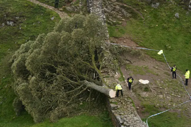 The tree lying across the wall