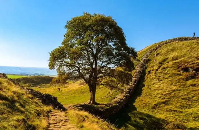 A tree stands next to a wall with a hill rising beyond it