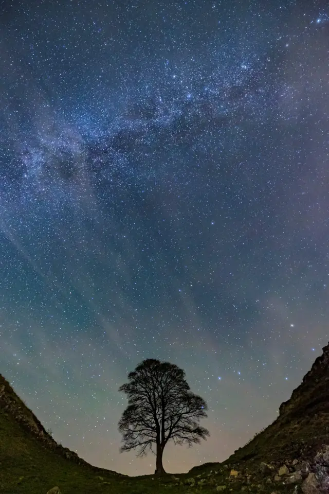 The tree stands in the dip, with a night sky full of stars beyond