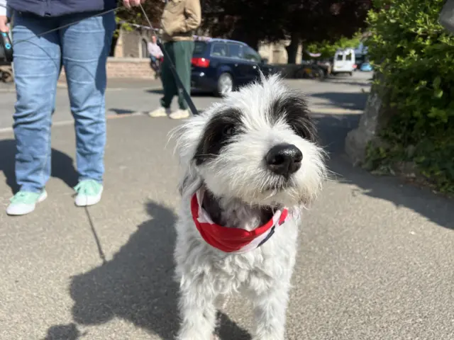 A picture of a white and black dog. It is stood wearing a flag around the collar. In the background people can be seen walking.