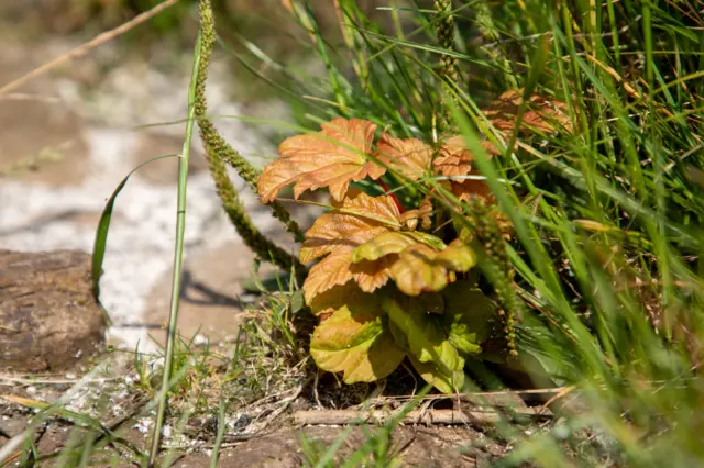 Close up of shoots with green blades and brown leaves growing at the stump